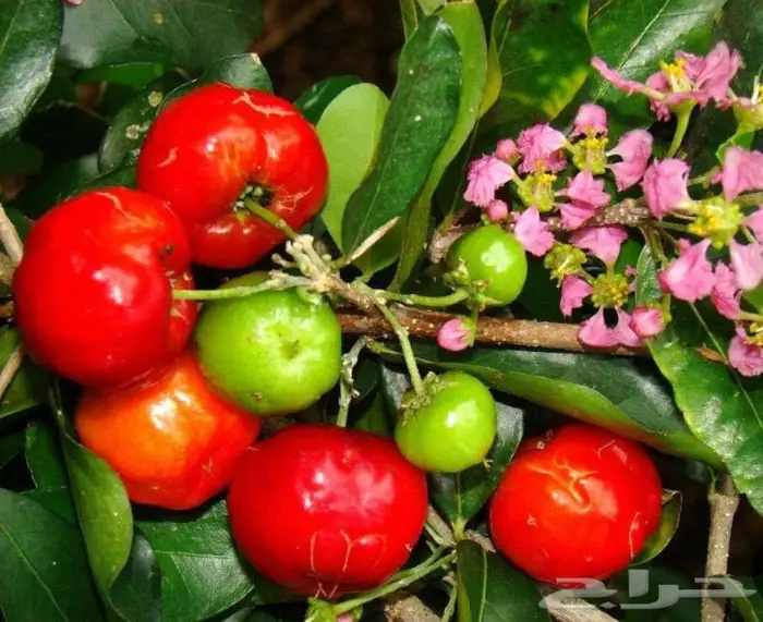 كرز بربادوس 3