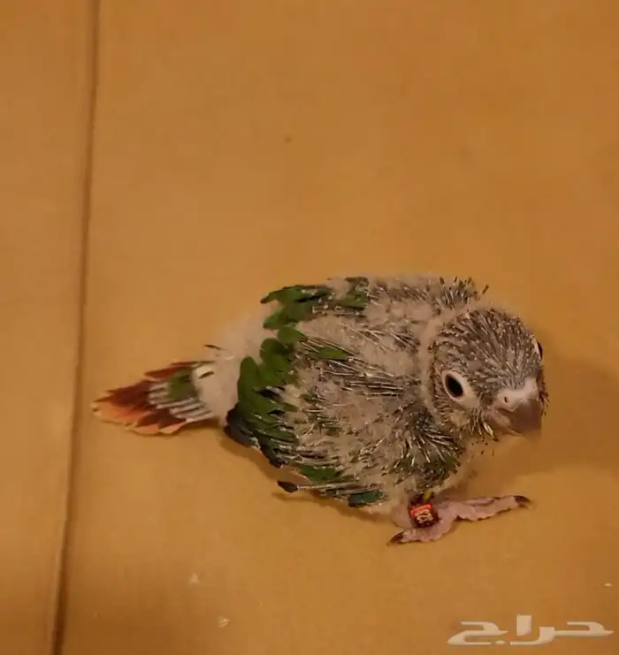 فرخ كنيور يلو سايد رد فاكتور 0