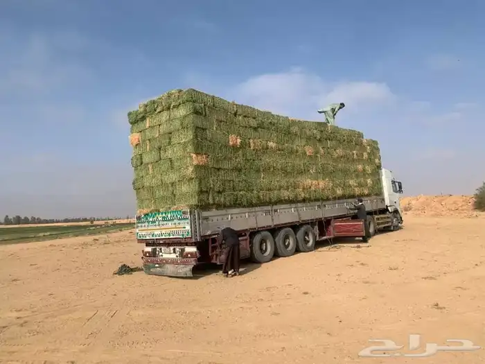 برسيم صافي درجه أولى فاخر وجميع انواع الاعلاف 10