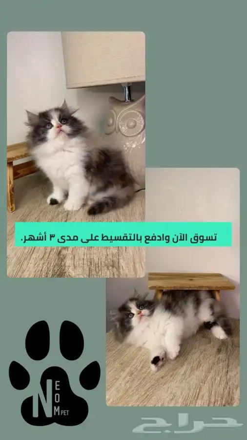قطط اقساط كيتن قطه بسه سكوتش فولد شيرازي هملايا انثى ذكر قط 1