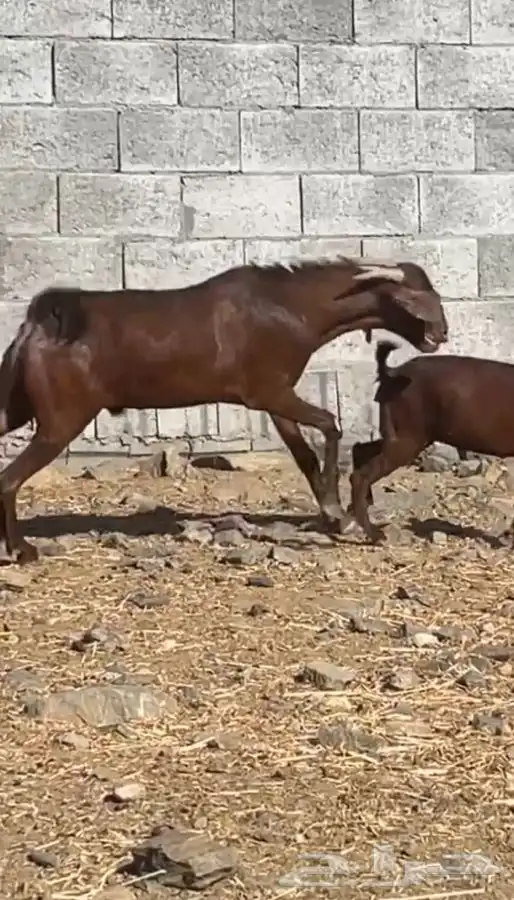 تيس ادهم مطور ضغط عالي(تم البيع ) 0