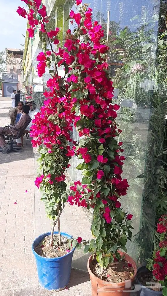 مشتل تنسيق حدائق امجاد 2