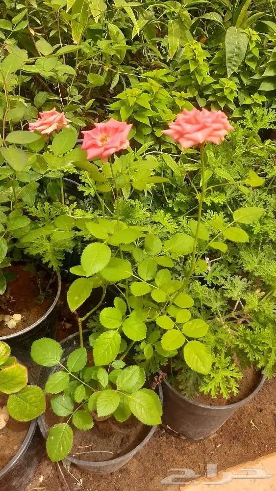 مشتل تنسيق حدائق امجاد 1