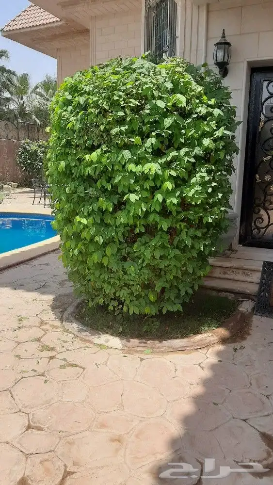 مشتل تنسيق حدائق امجاد 0