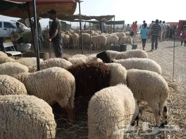 مضلات غنم ( مواشي ) جميع المقاسات 1