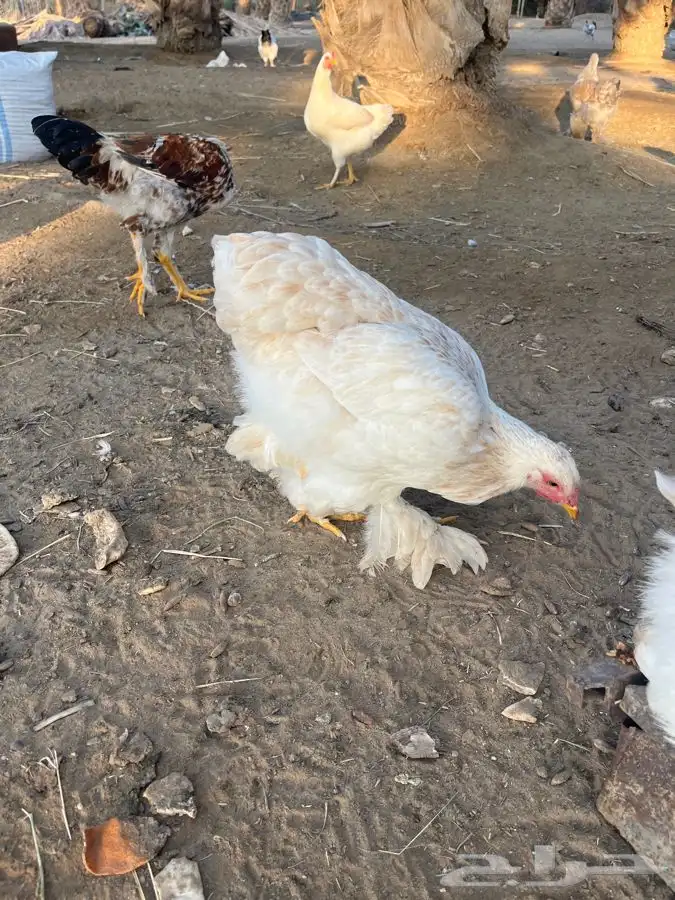 دجاج براهما للبيع 3