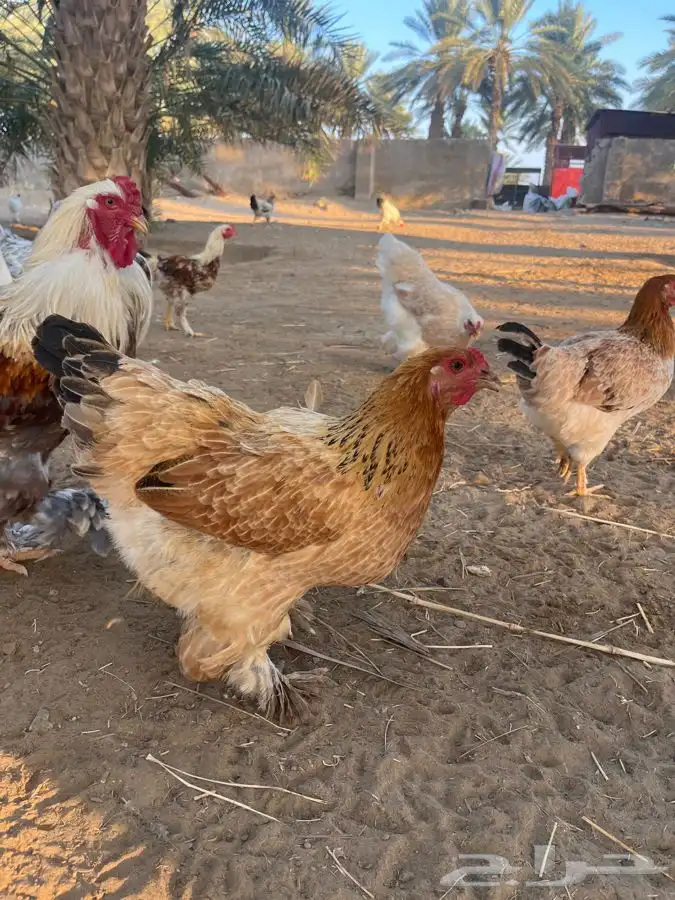 دجاج براهما للبيع 6
