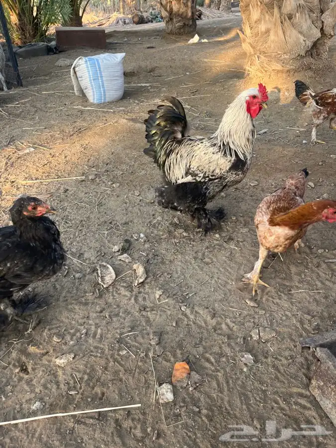دجاج براهما للبيع 1