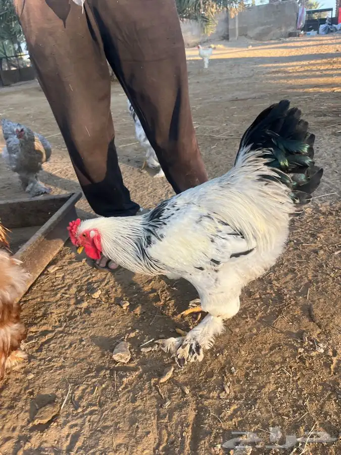 دجاج براهما للبيع 0