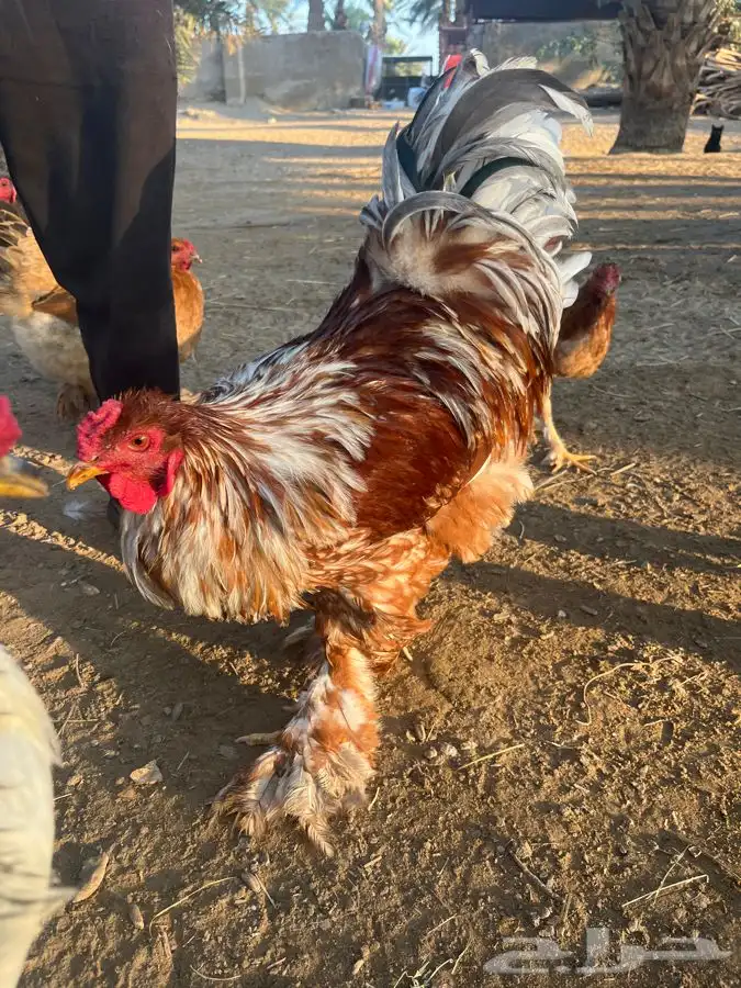 دجاج براهما للبيع 2