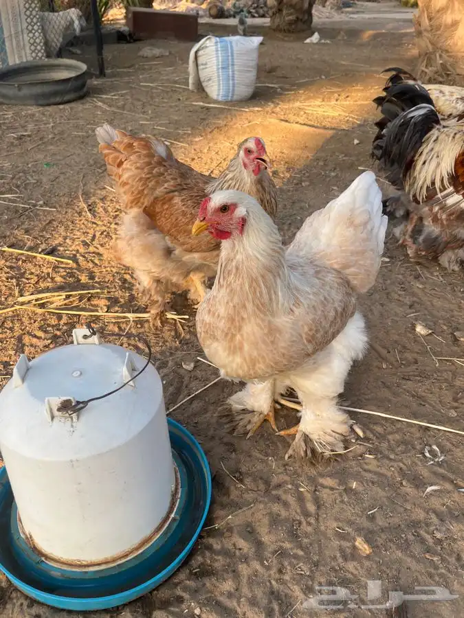 دجاج براهما للبيع 5