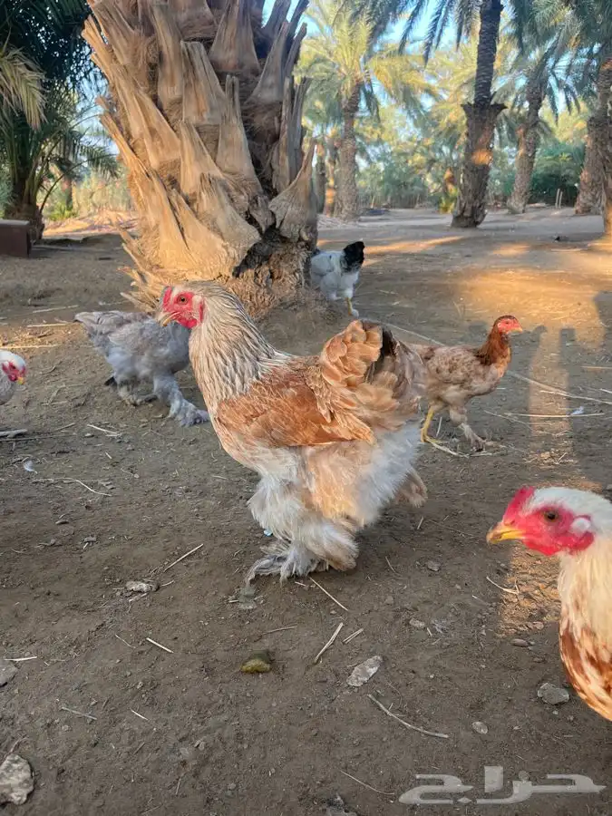 دجاج براهما للبيع 4