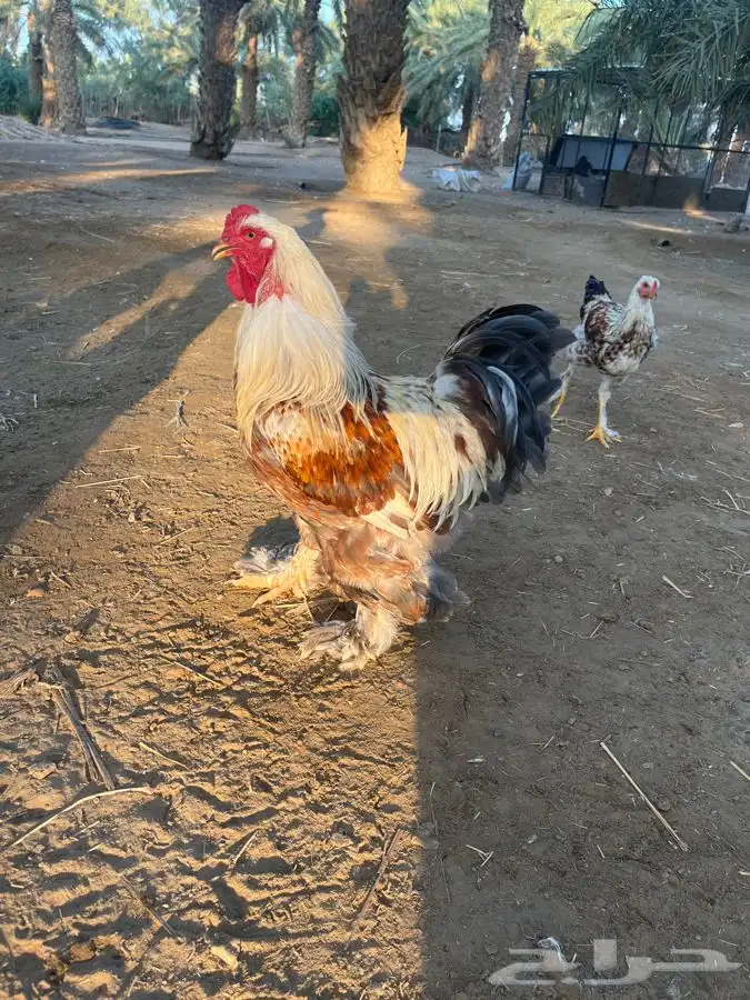 دجاج براهما للبيع 7