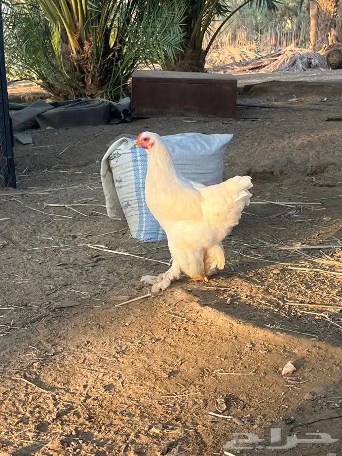 دجاج براهما للبيع 8