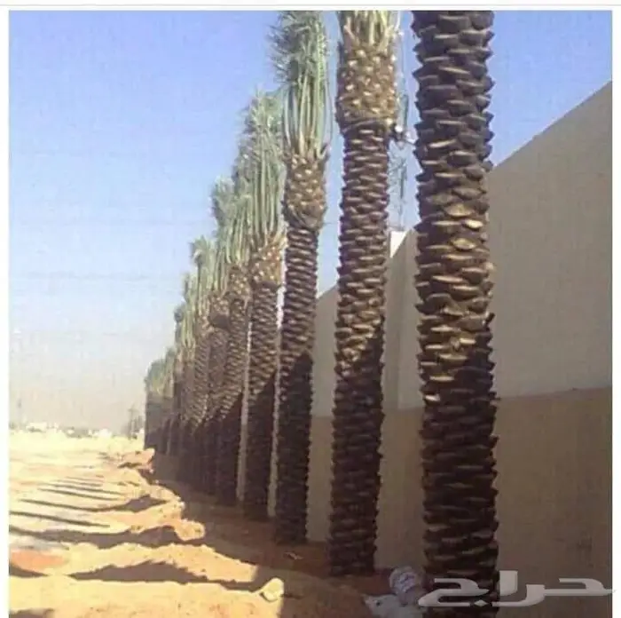 تسوير المزارع والأراضي بالشبوك 5