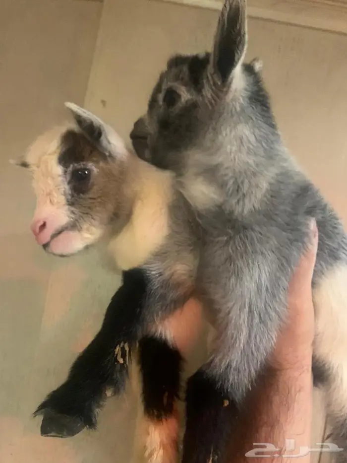 انثى ماعز قزم الماعز القزم عناق جفار صديق الاطفال وكبار السن 10