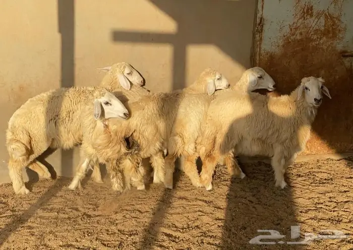 ذبايح مزرعه الاصيل حريات - سواكن - تيوس 2