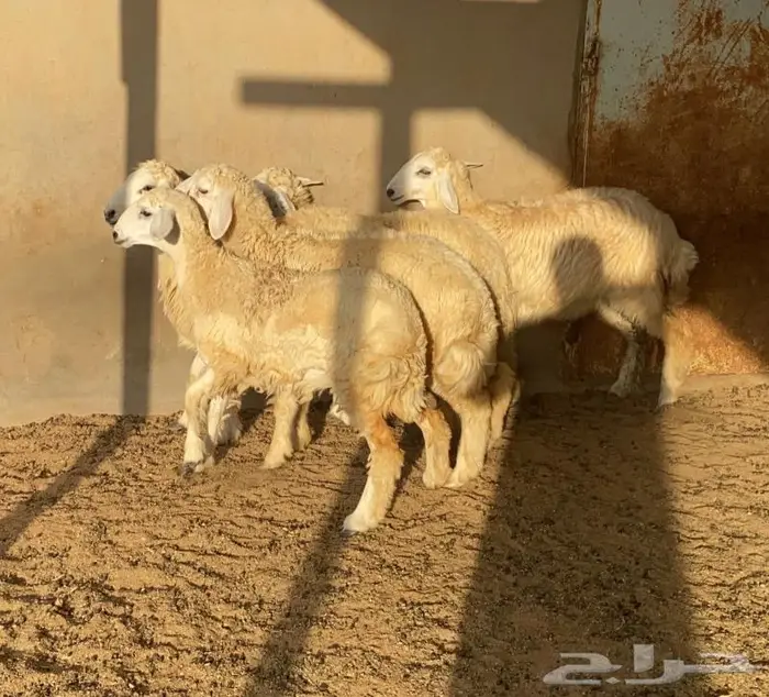 ذبايح مزرعه الاصيل حريات - سواكن - تيوس 3