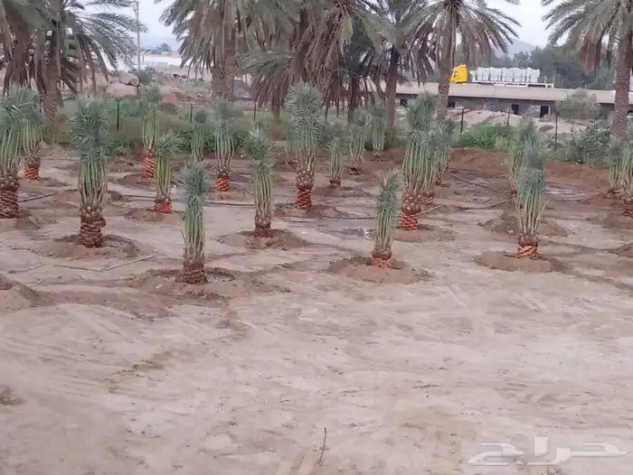 تنظيف وتحويض وتركيب النخيل 0