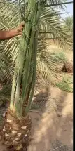 فسائل نخيل القصيم 3