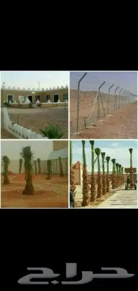 زراعه النخيل وتركيب الشبوك 4