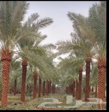 تكريب وتحويض 8