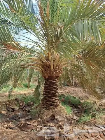 زراعه النخيل وتركيب الشبوك 1