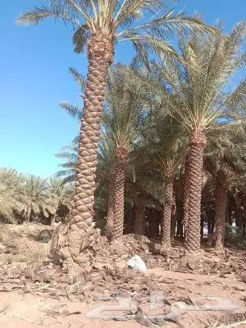 زراعه النخيل وتركيب الشبوك 3