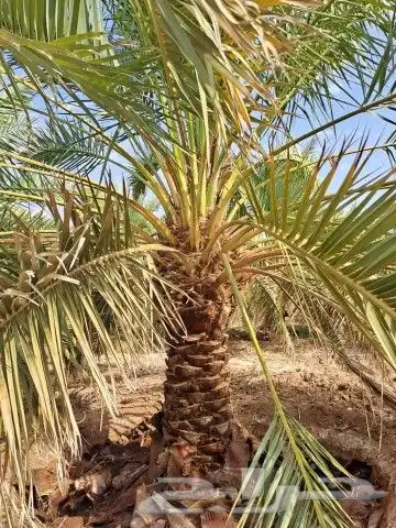 زراعه النخيل وتركيب الشبوك 0