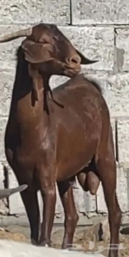 تيس ادهم مطور ضغط عالي(تم البيع ) 2