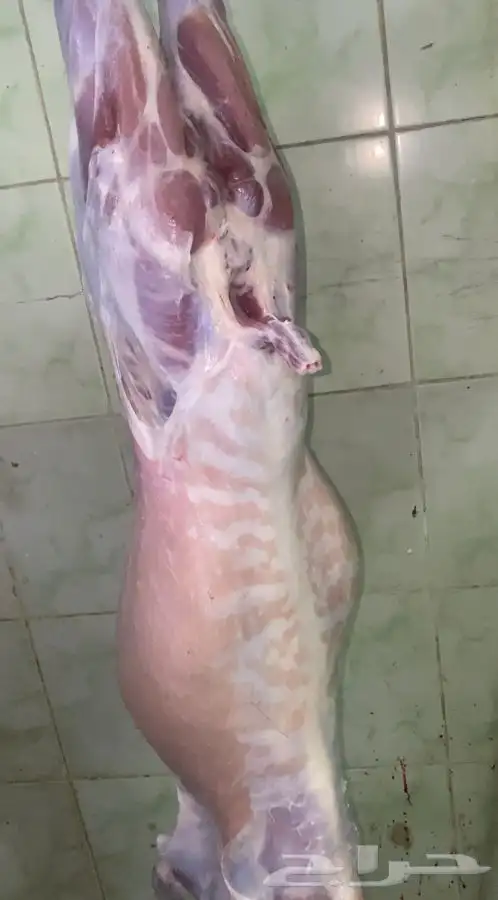 ذبايح طليان حري يتوفر ذبح توصيل نضمن الجودة 2