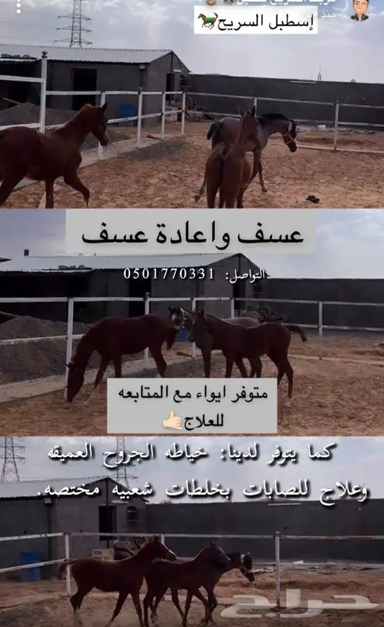إسطبل السريح يتوفر لدينا اجار يومي للعوئل 1