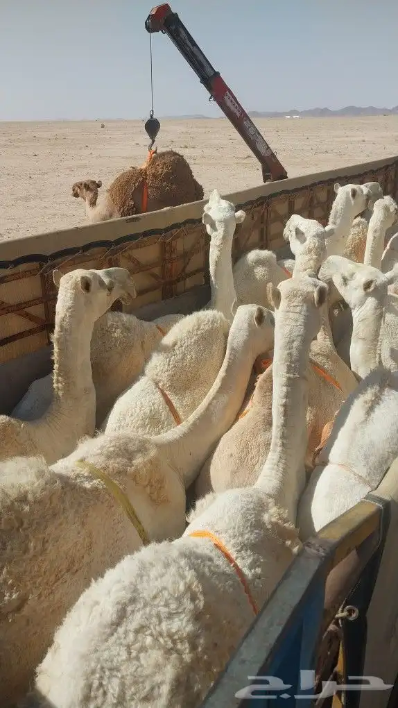 تريله جوانب عالي لنقل الإبل 1