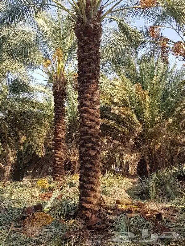 تكريب وتحويض 3