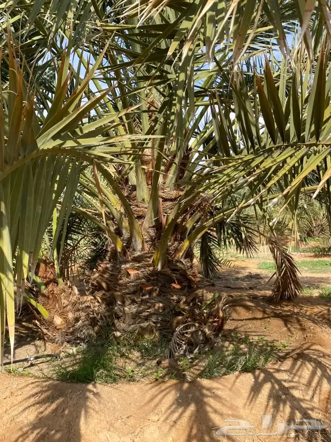 خلاص ونبوت سيف 2