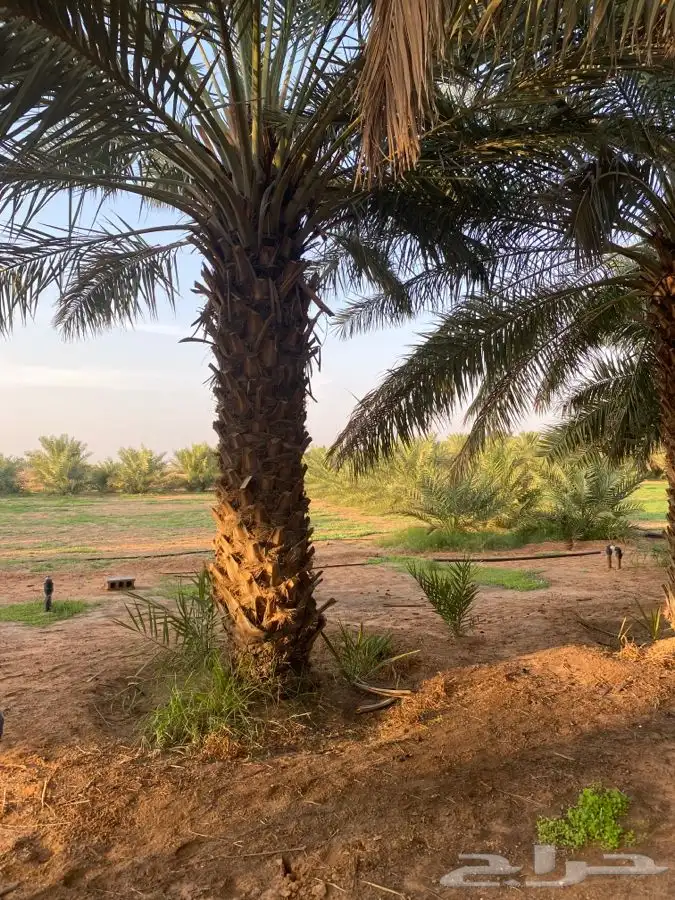 خلاص ونبوت سيف 7