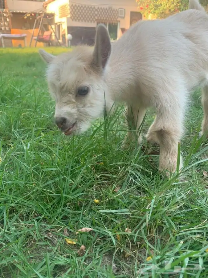 الماعز القزم الصغير الاليف صديق الطفل وكبار السن ماعز قزم 1