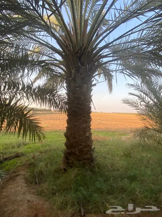 خلاص ونبوت سيف 5