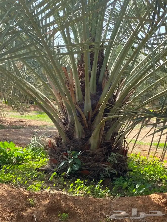 خلاص ونبوت سيف 3