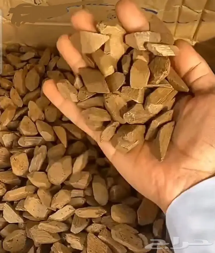 عرض دقة العود الكمبودي ناهي 1