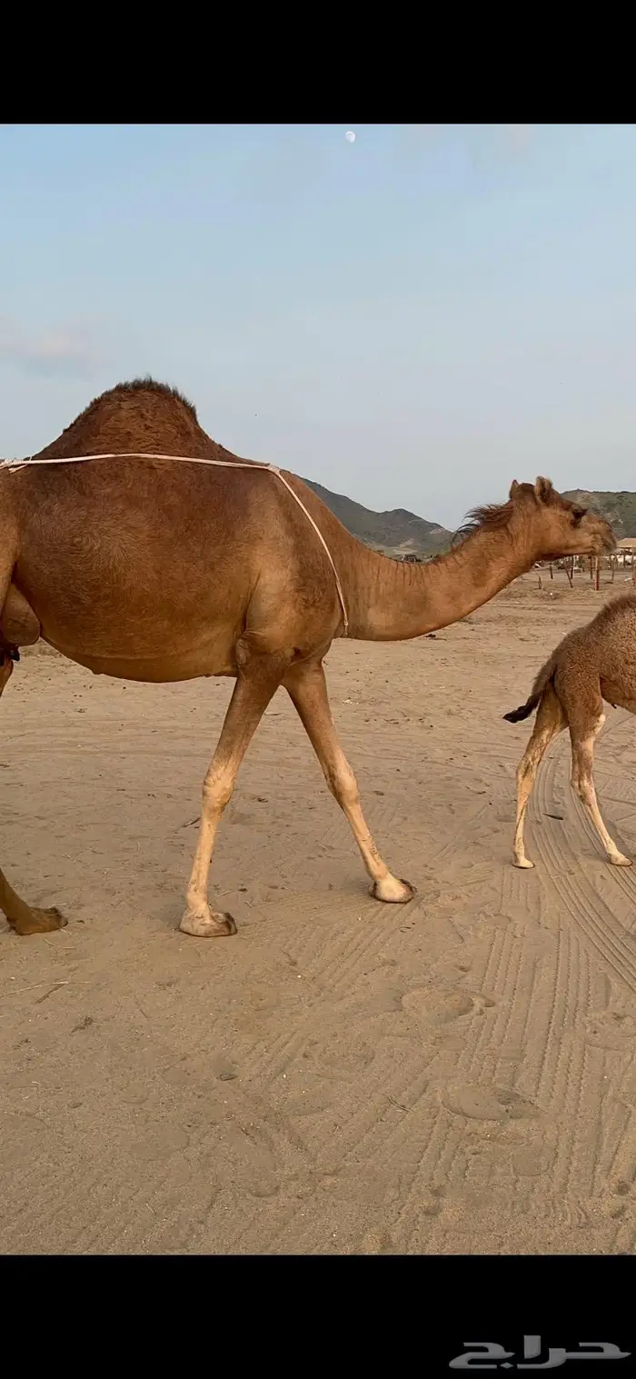 ناقه خلفه حمراء جرم وزين وهاديه هش 1