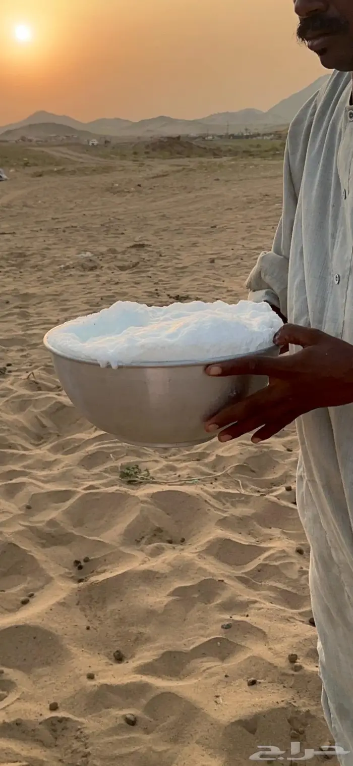 ناقه خلفه حمراء جرم وزين وهاديه هش 4
