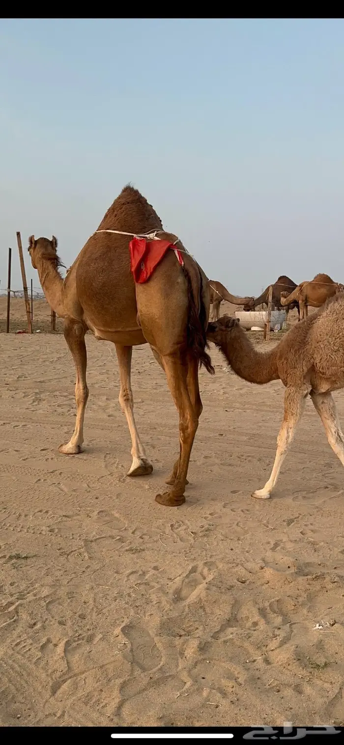 ناقه خلفه حمراء جرم وزين وهاديه هش 5