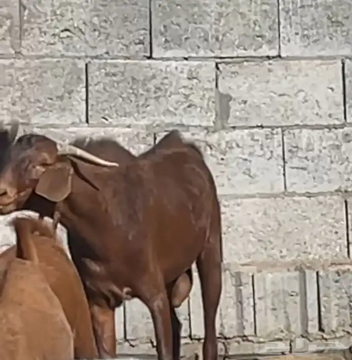 تيس ادهم مطور ضغط عالي(تم البيع ) 1