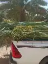 فسائل نخيل القصيم 1