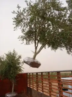 اشجار زيتون بجميع انواعه 8