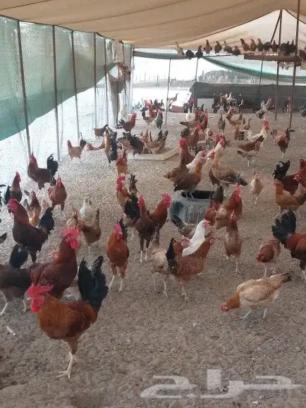 صوص بلدي للبيع 6