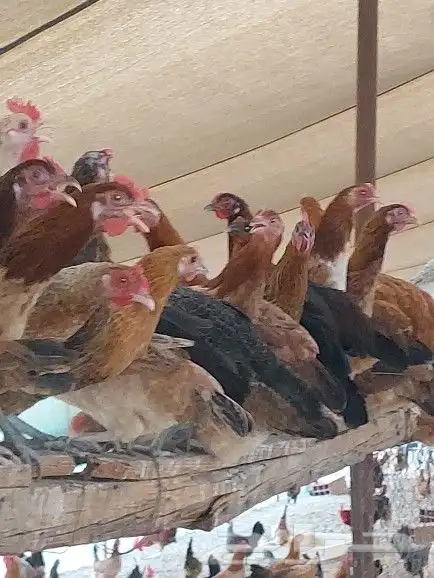 صوص بلدي للبيع 5