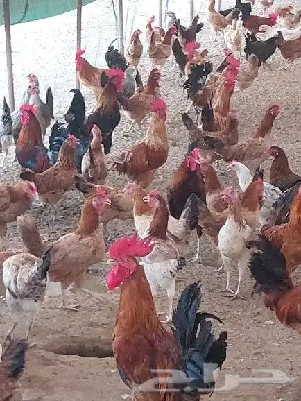 صوص بلدي للبيع 4