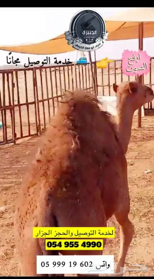 حري وسواكني وحوار التوصيل مجان ا 2